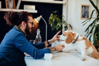 4 important financial considerations to create a pet friendly workplace