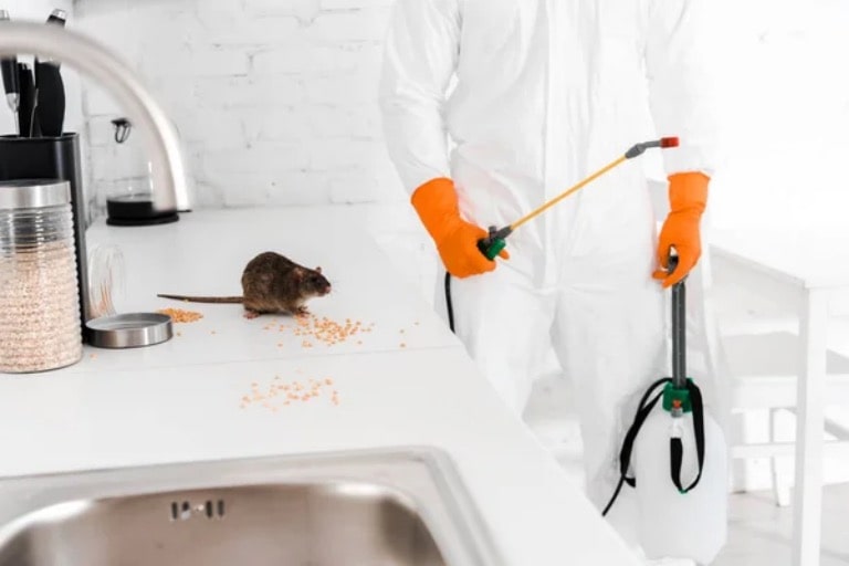 common signs of pest infestations in homes and offices