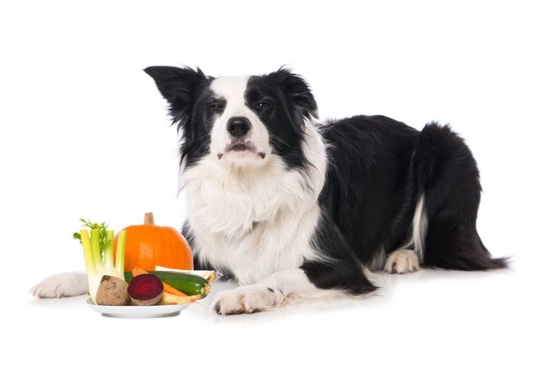 the importance of a balanced diet for dogs