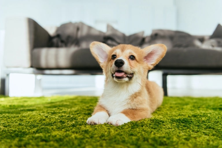 5 surprising dog behavior myths you need to stop believing right now